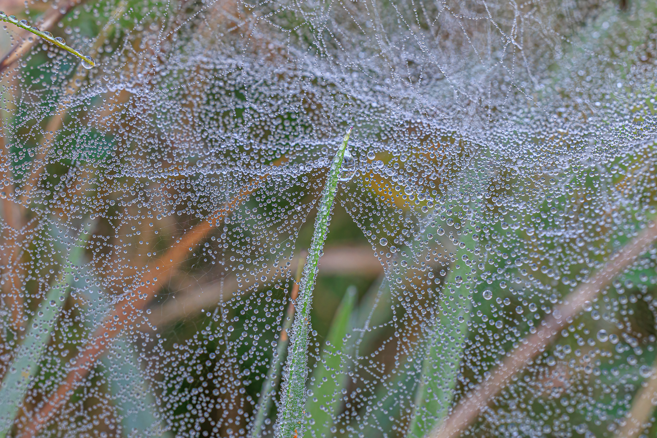 ... mit Tautropfen benetzt