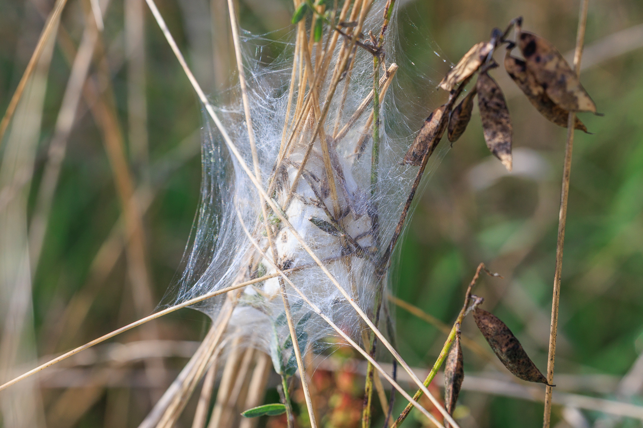 Irgendein Tier hat sich hier verpuppt