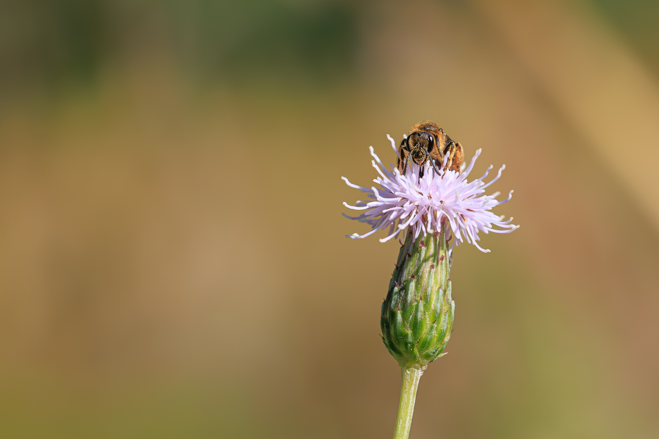 Biene auf Acker-Distel [Cirsium arvense]