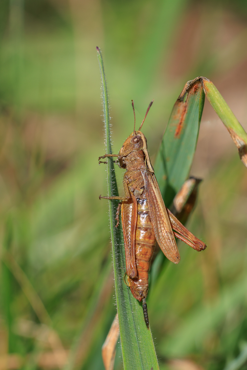 Vermutlich ein Brauner Grashüpfer [Chorthippus brunneus]