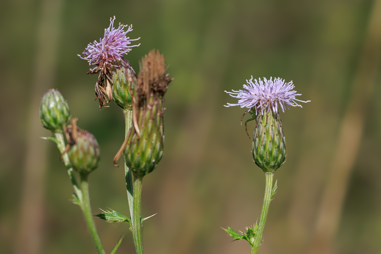 Acker-Distel [Cirsium arvense]