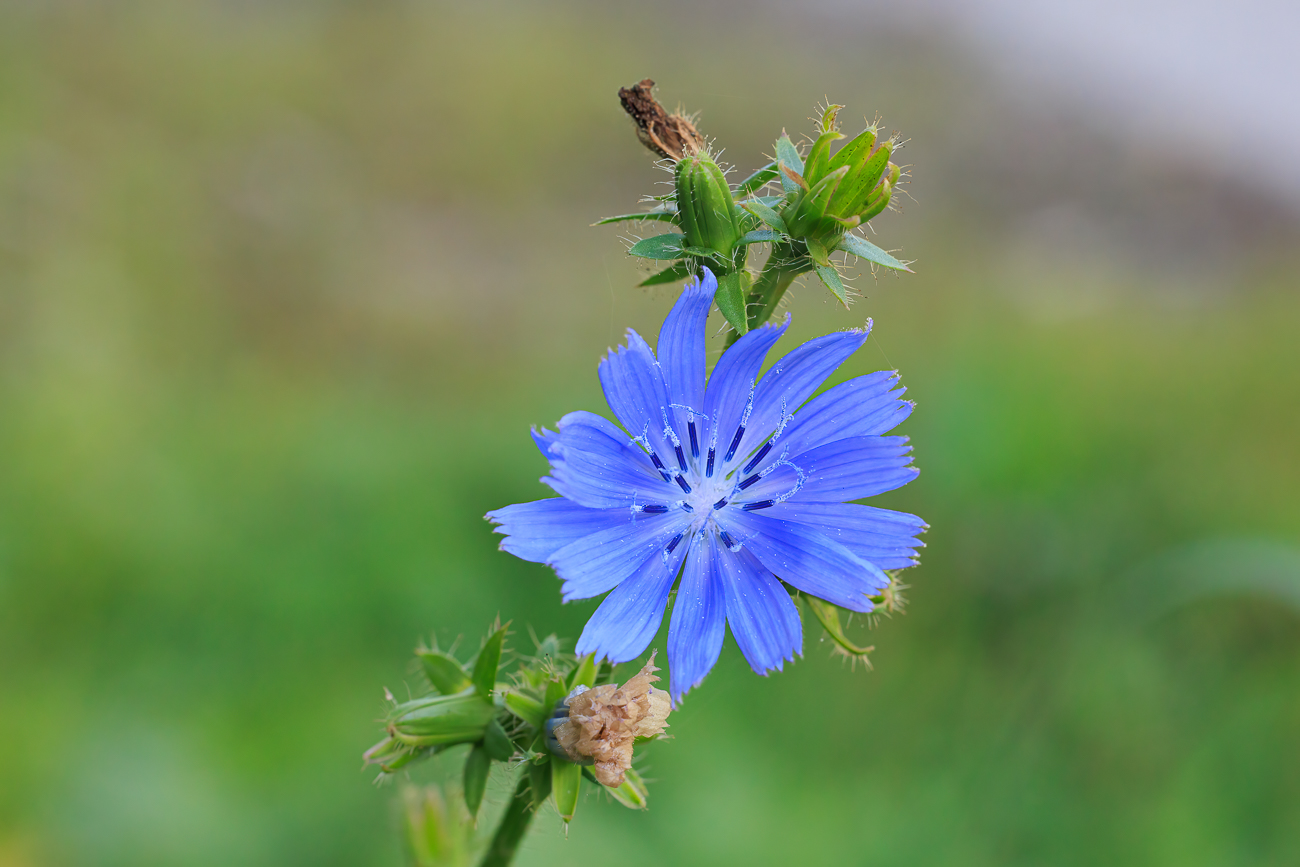 Wegwarte [Cichorium endivia]