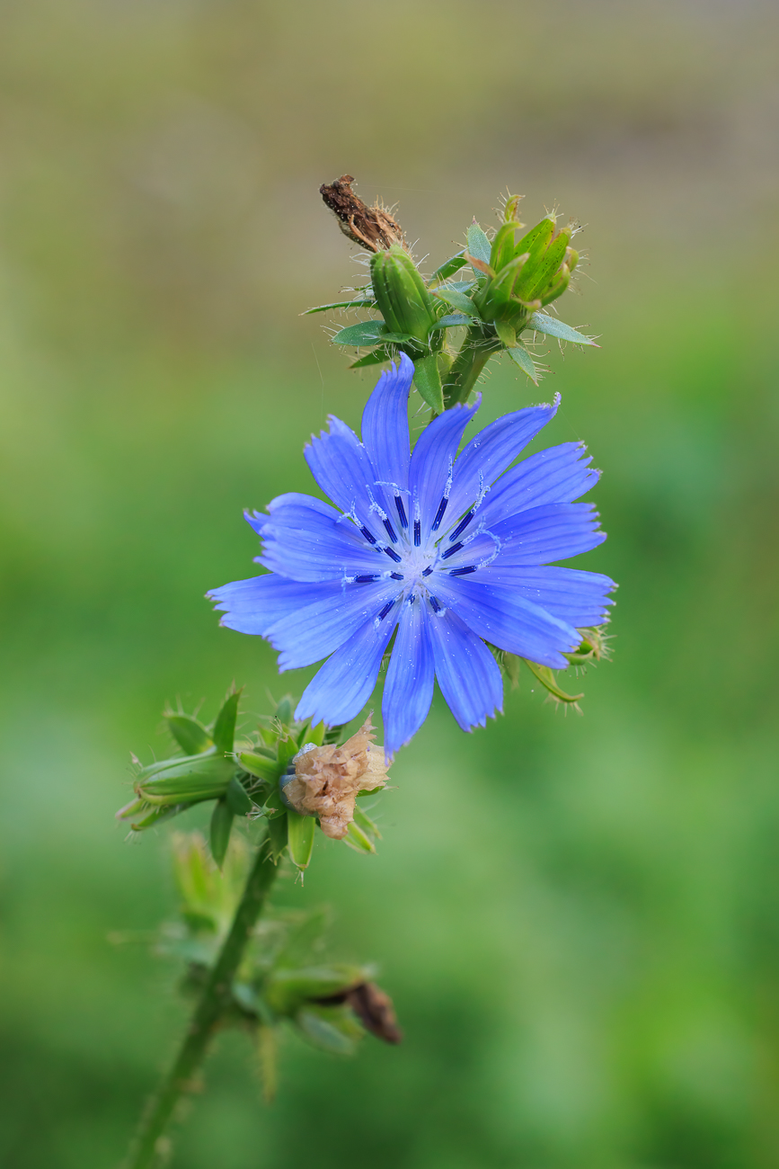 Wegwarte [Cichorium endivia]