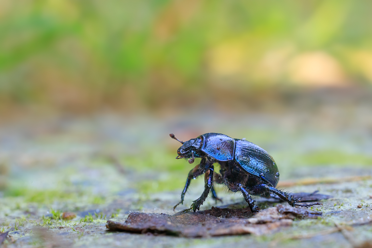 Waldmistkäfer [Anoplotrupes stercorosus]