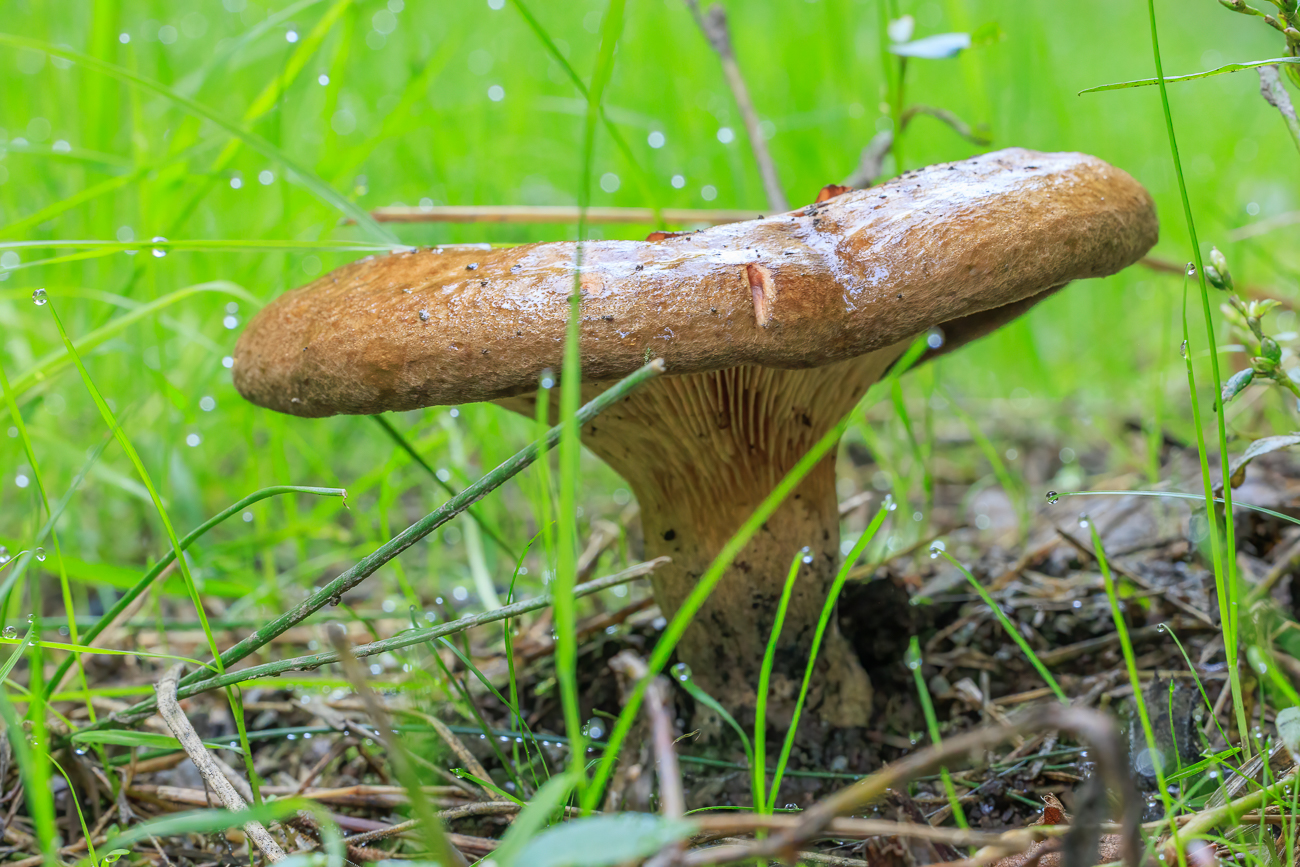 Pilz im Gras