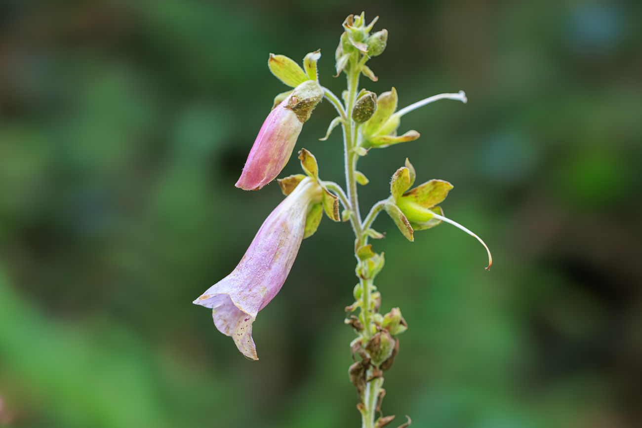 Iberischer Fingerhut [Digitalis thapsi]
