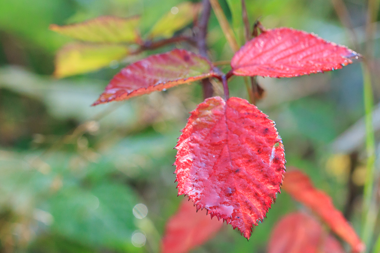 Blätter der Brombeere [Rubus fruticosus]