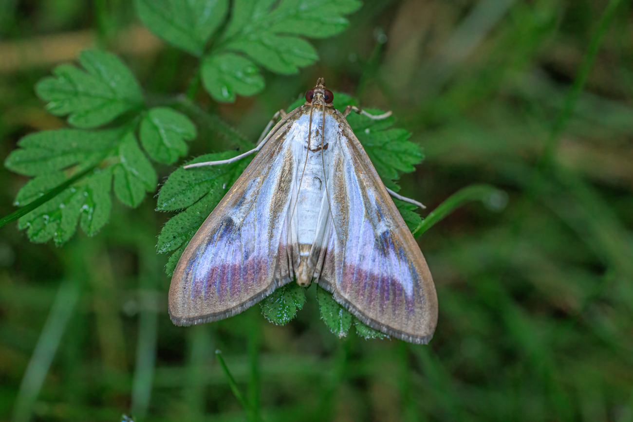 Falter oder Motte?