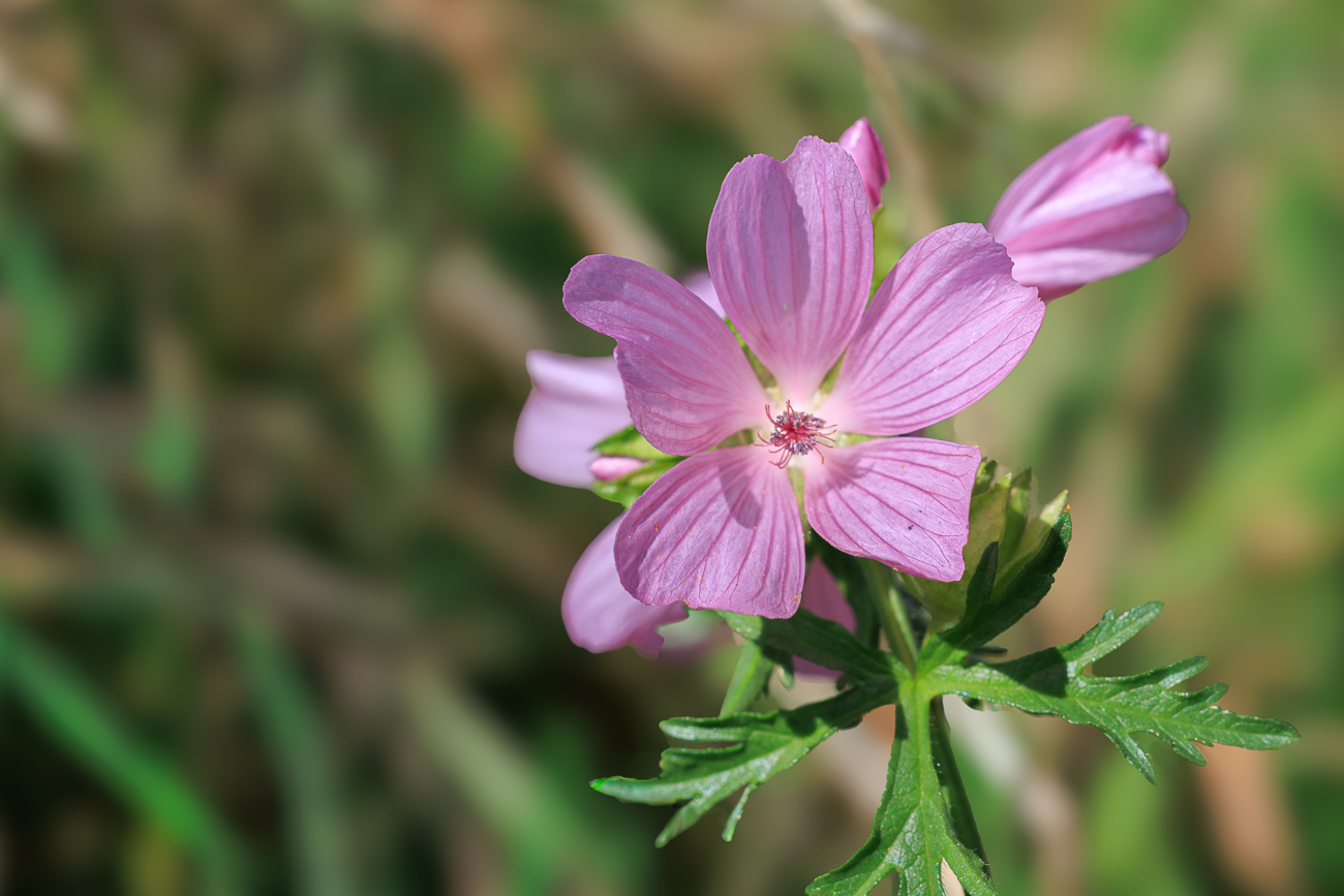 Moschus-Malve [Malva moschata]