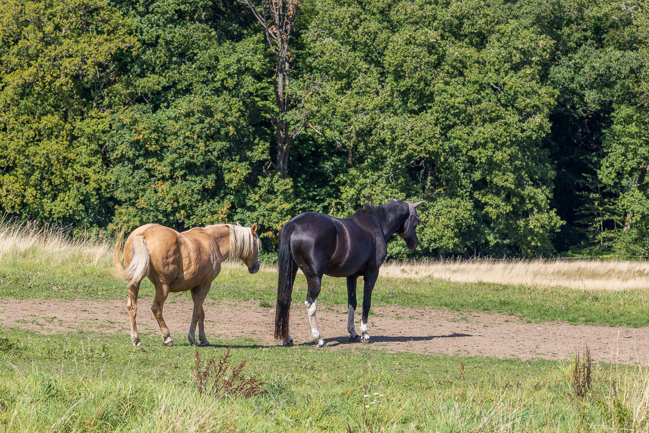 Pferde auf der Weide