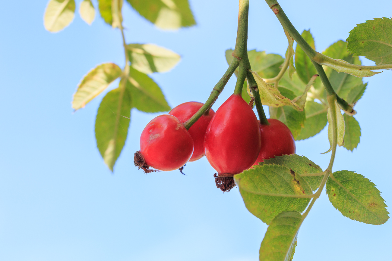 Apfel-Rose [Rosa villosa]