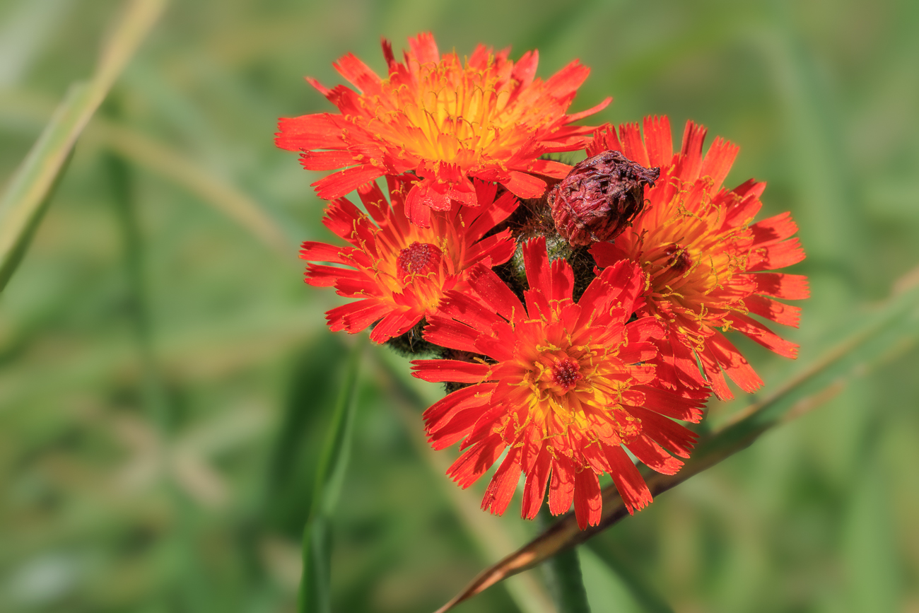 Rötliches Mausohrhabichtskraut [Pilosella guthnikiana]