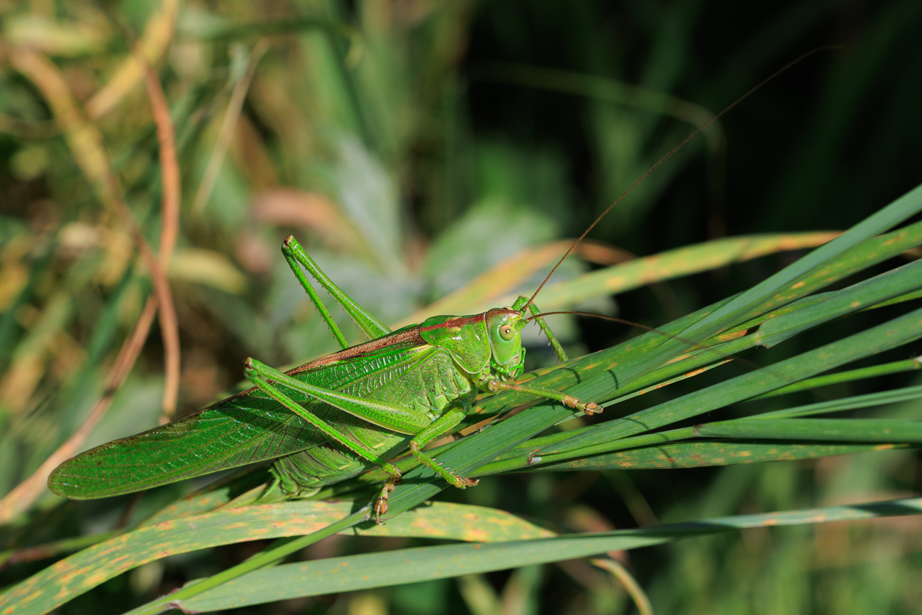 Grünes (Großes) Heupferd [Tettigonia viridissima]