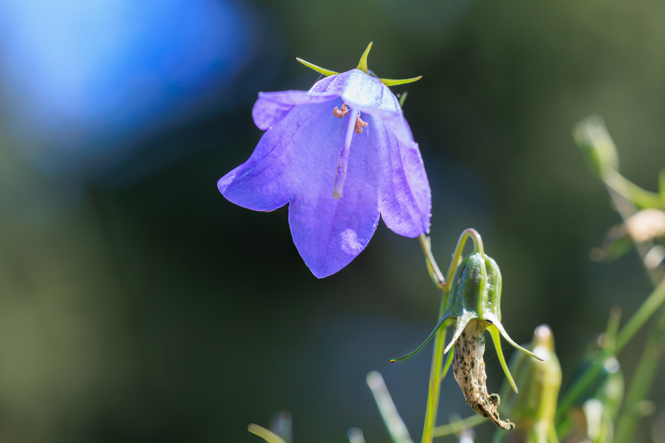 Rundblättrige Glockenblume [Campanula rotundifolia]
