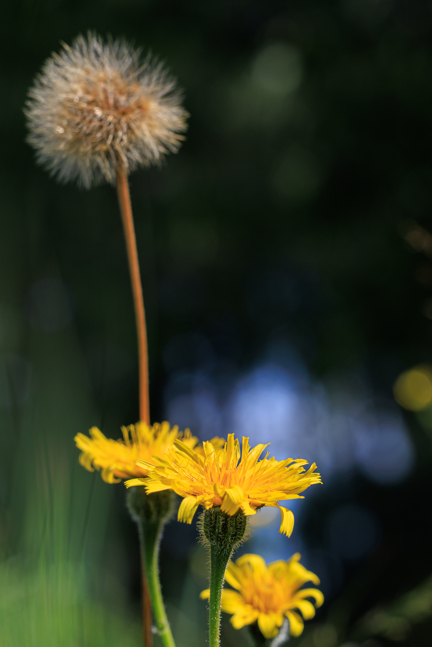 Rauher Löwenzahn [Leontodon hispidus]