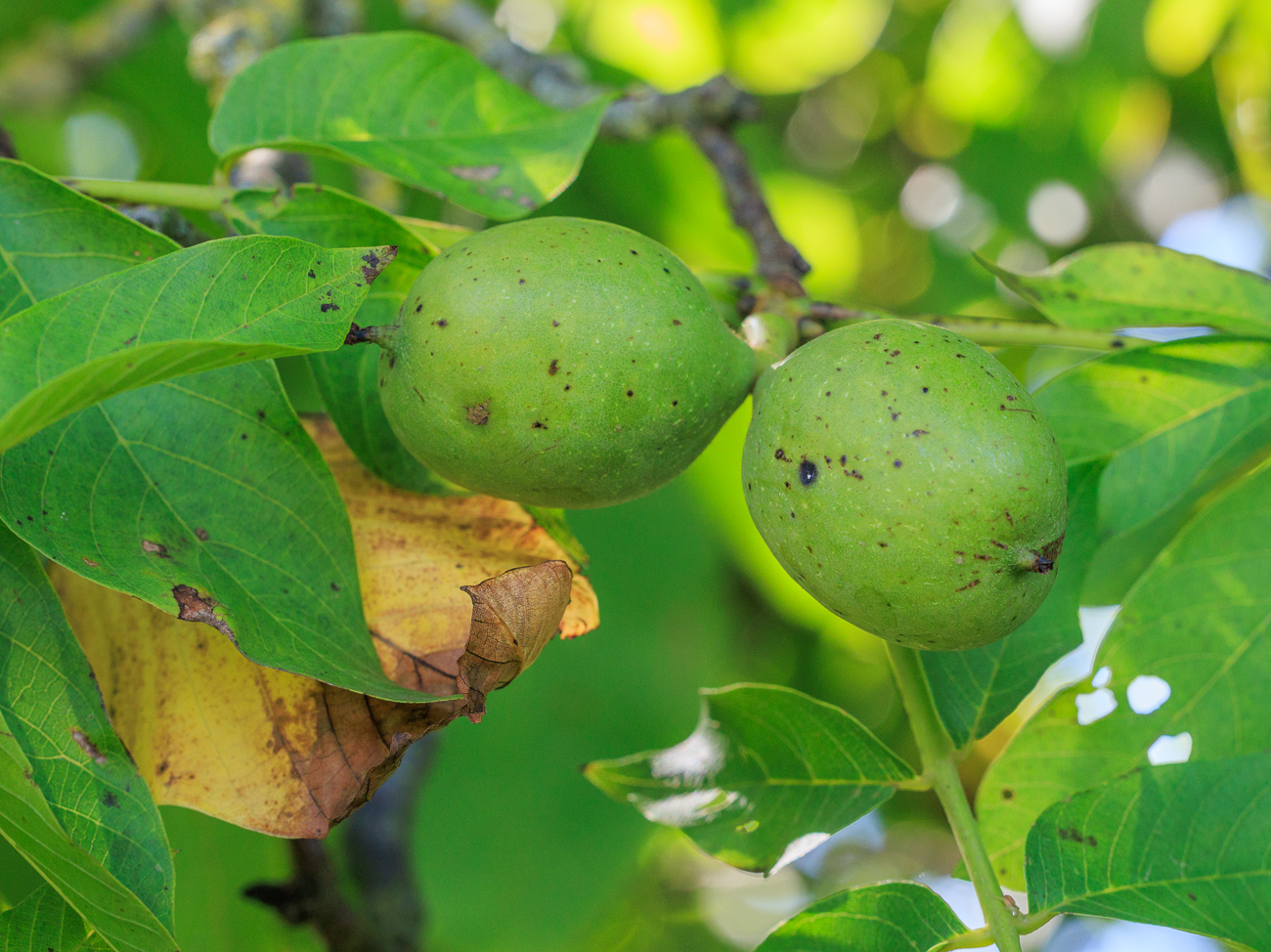 Echte Walnuss [Juglans regia]