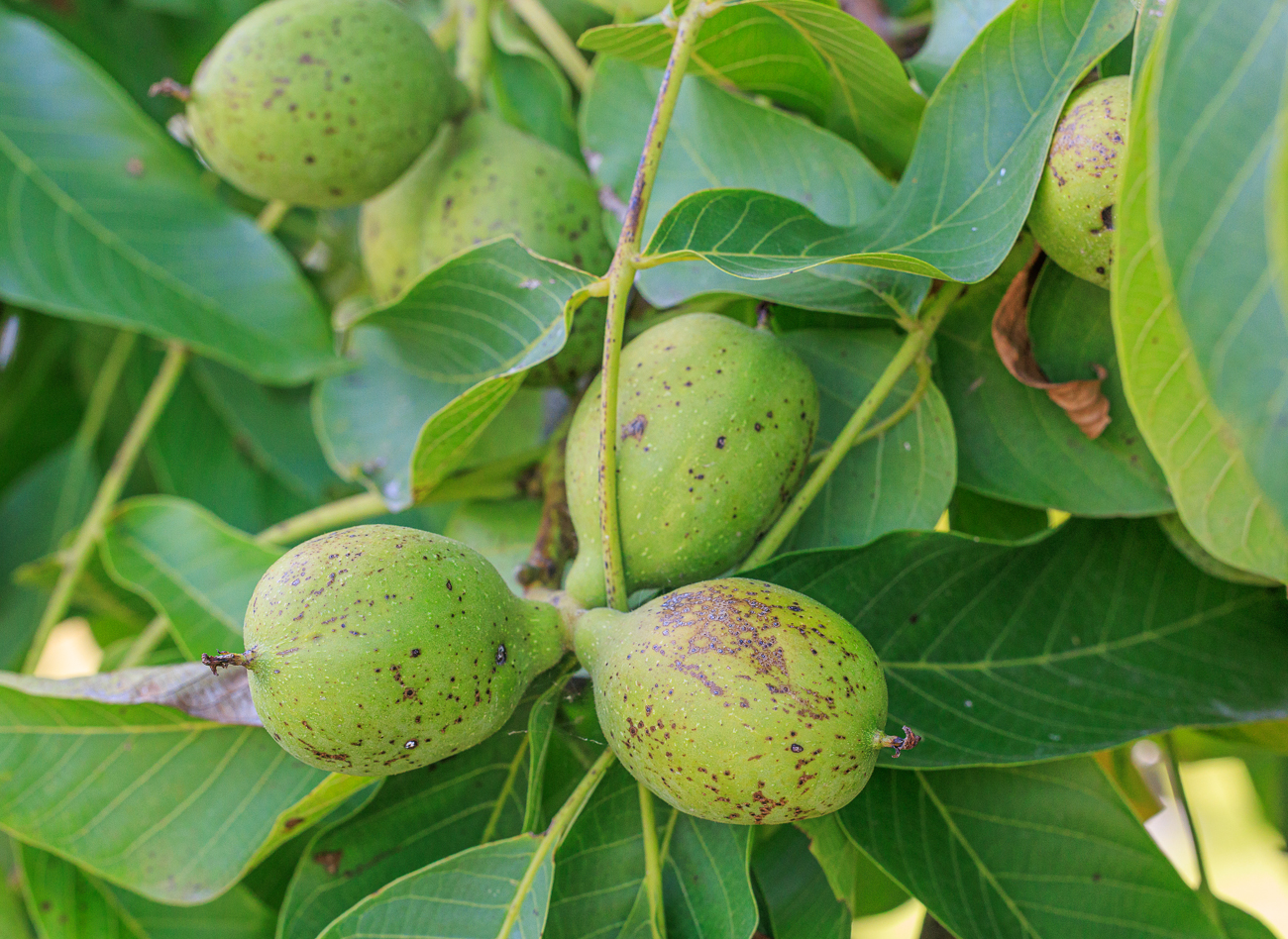 Echte Walnuss [Juglans regia]
