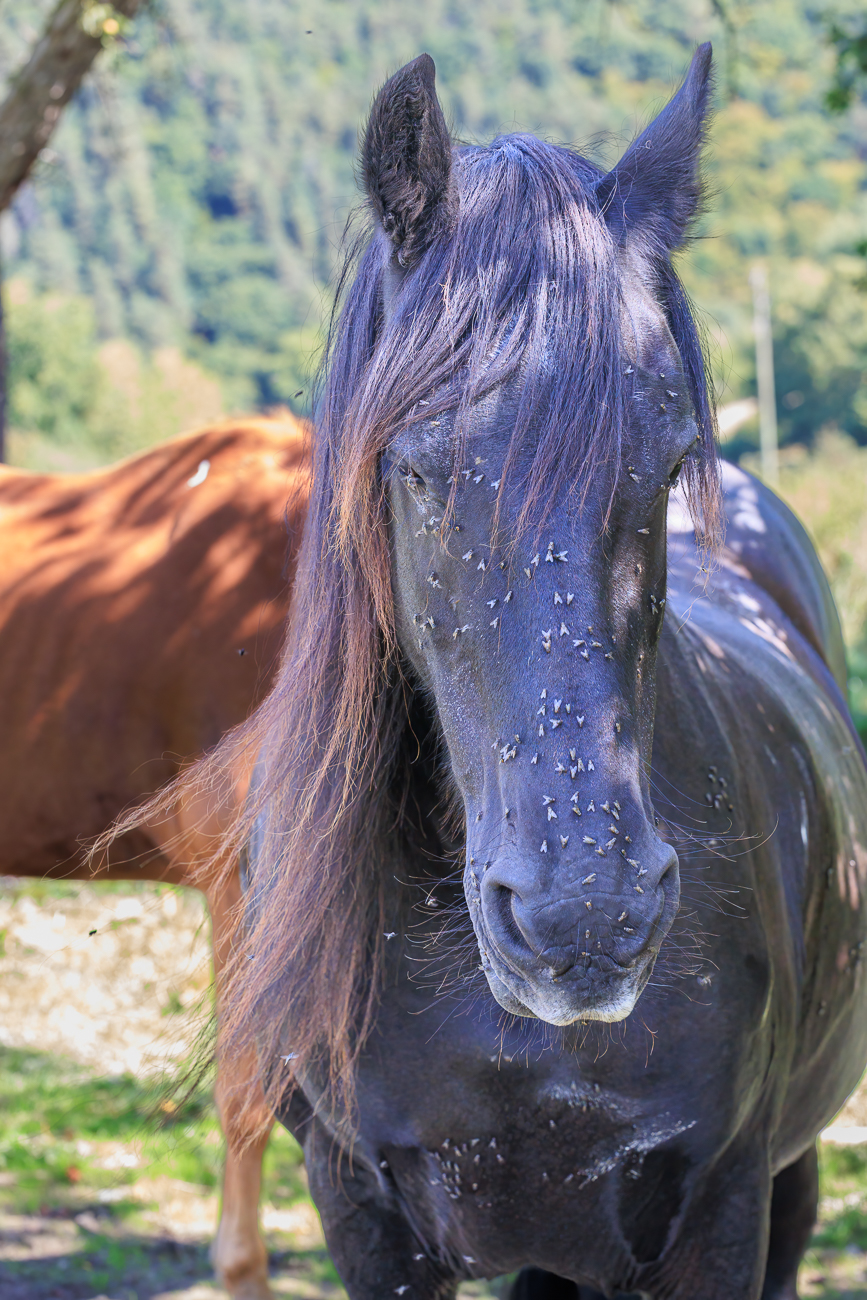 Pferd, mit Fliegen übersät :-(