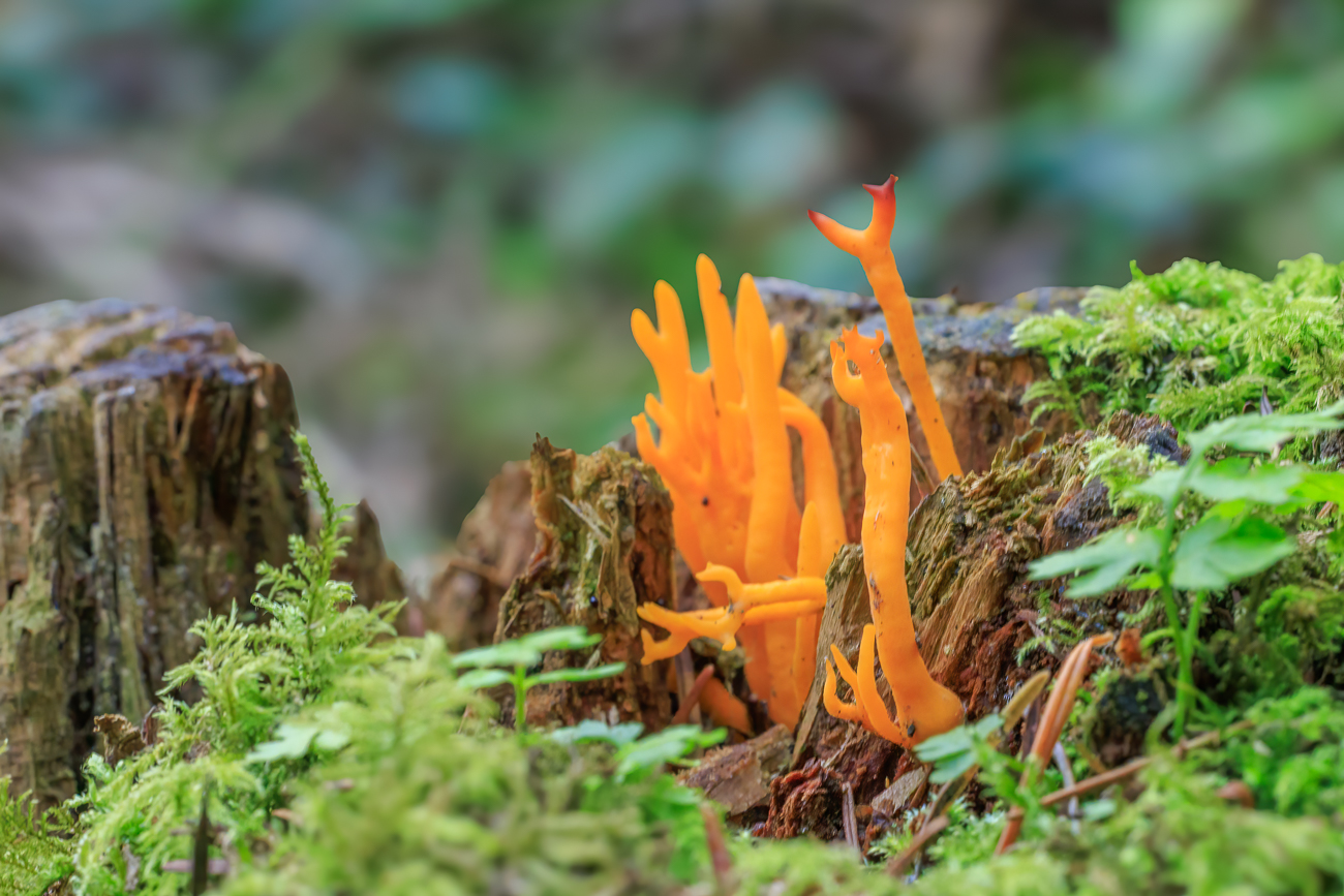 Klebriger Hörnling [Calocera viscosa], auch Ziegenbart genannt