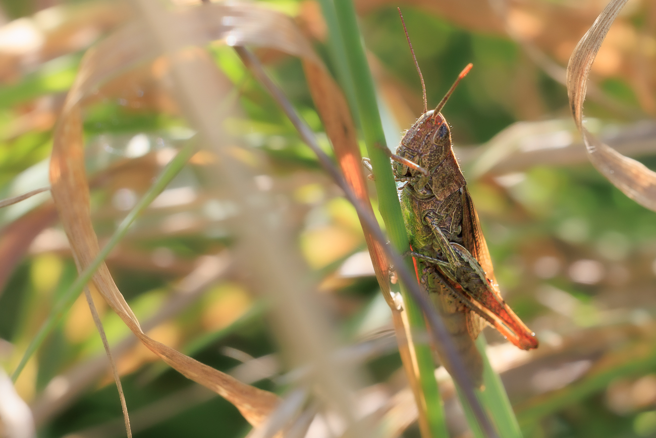 Vermutlich ein Brauner Grashüpfer [Chorthippus brunneus]