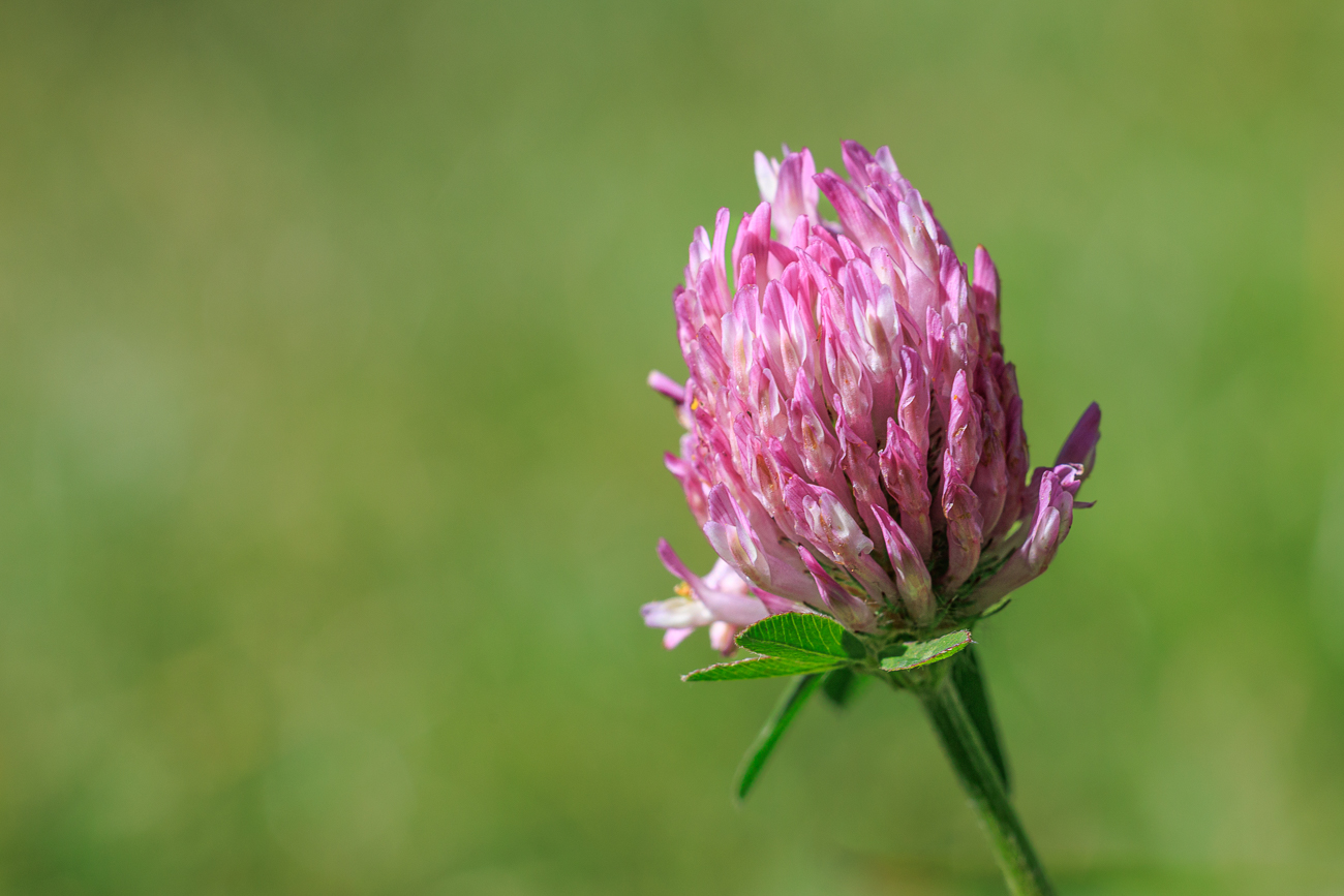 Rotklee [Trifolium pratense]