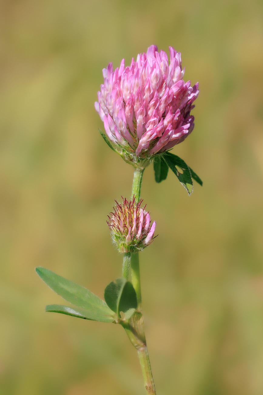 Rotklee [Trifolium pratense]