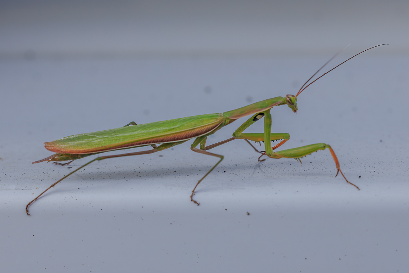 Die Europäische Gottesanbeterin [Mantis religiosa] ...