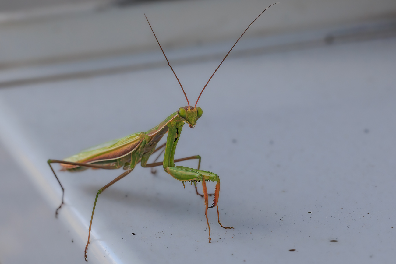 ... hat Zuhause unter dem Briefkasten gesessen ;-)