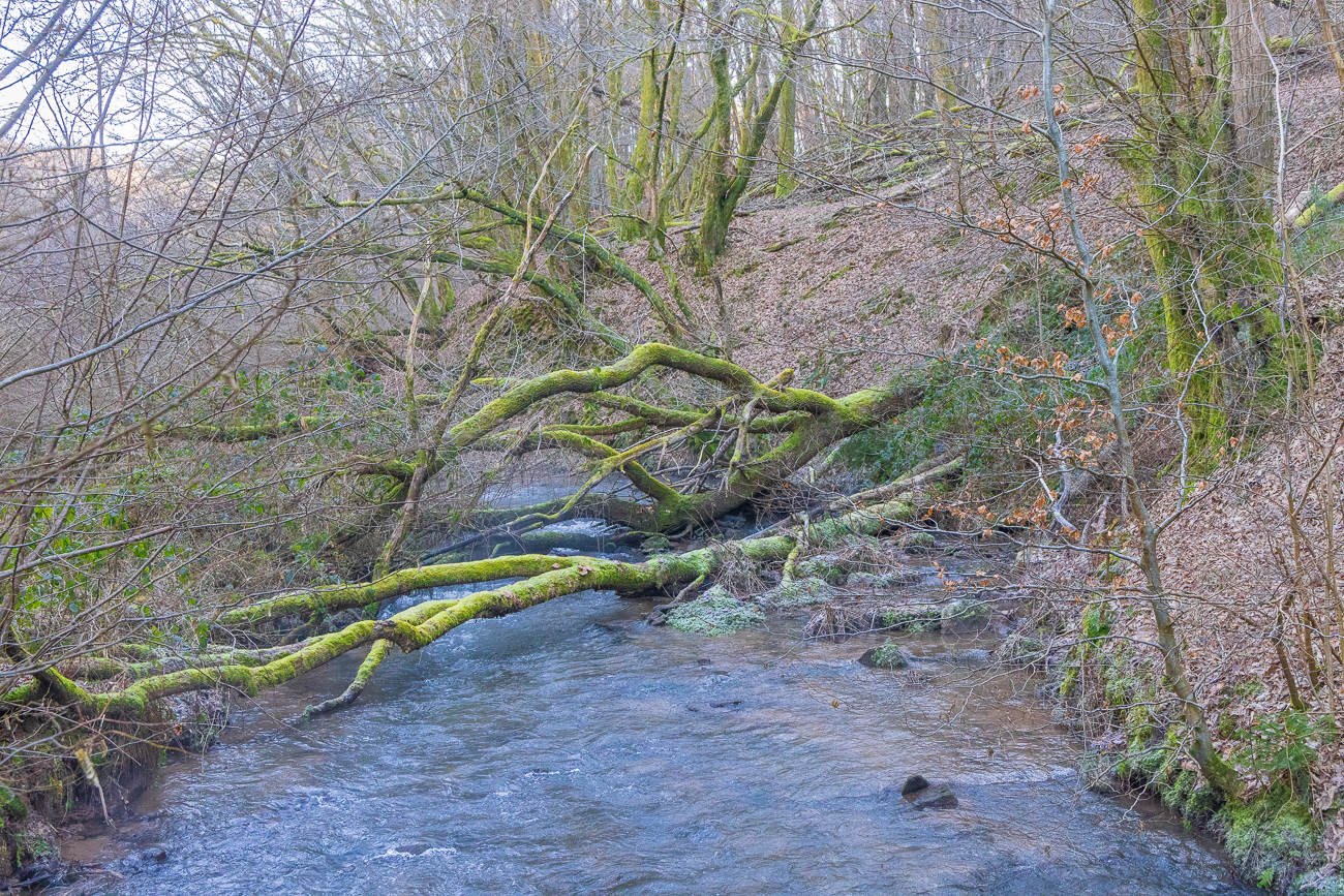 Umgestürzte Bäume im Schönbach