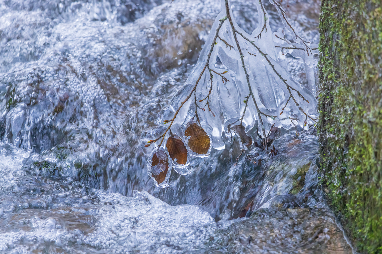 Mit Eis überzogener Ast über dem Schweinebach
