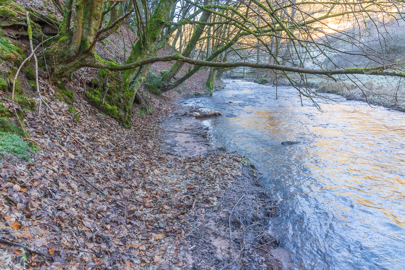 Nasse Füße oder über die Bäume klettern?