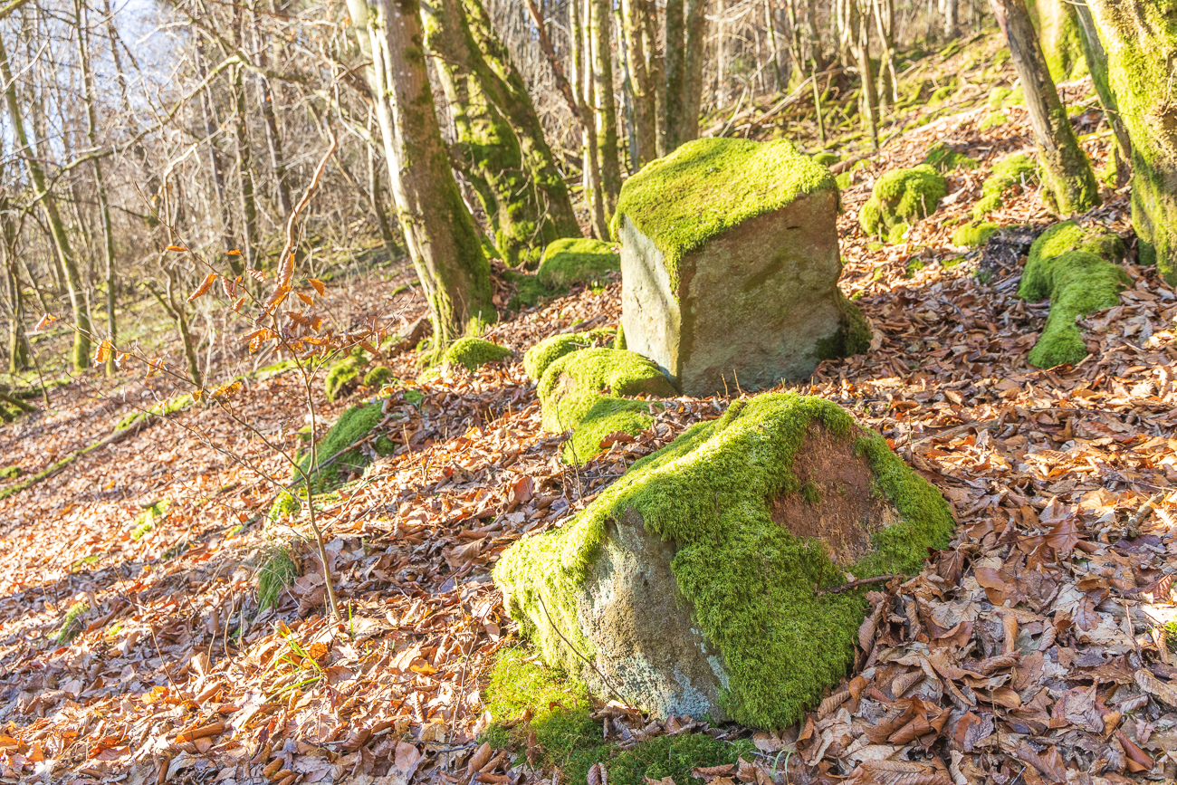... und bringt das Moos zum Leuchten