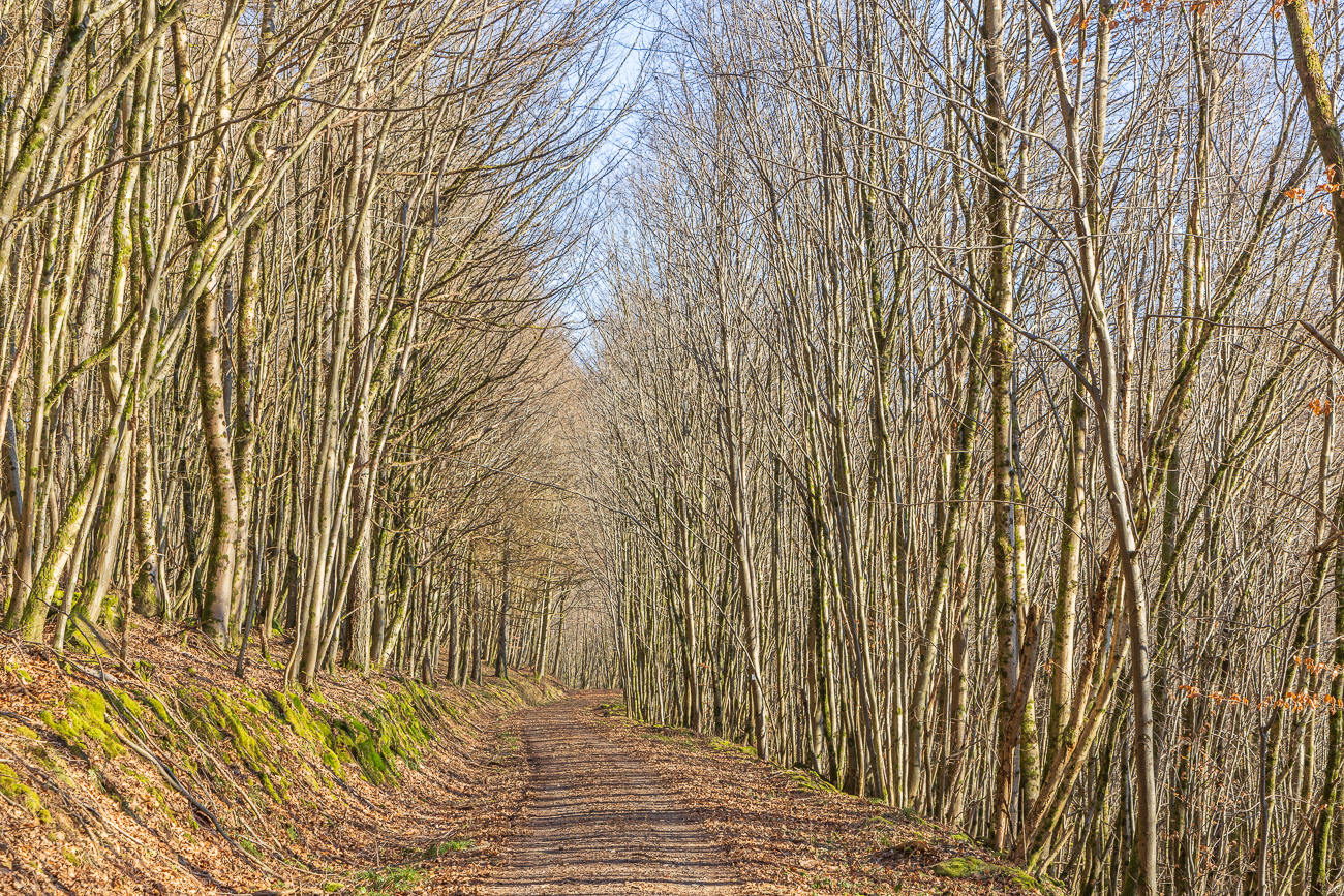 Laublose Bäume flankieren den Weg