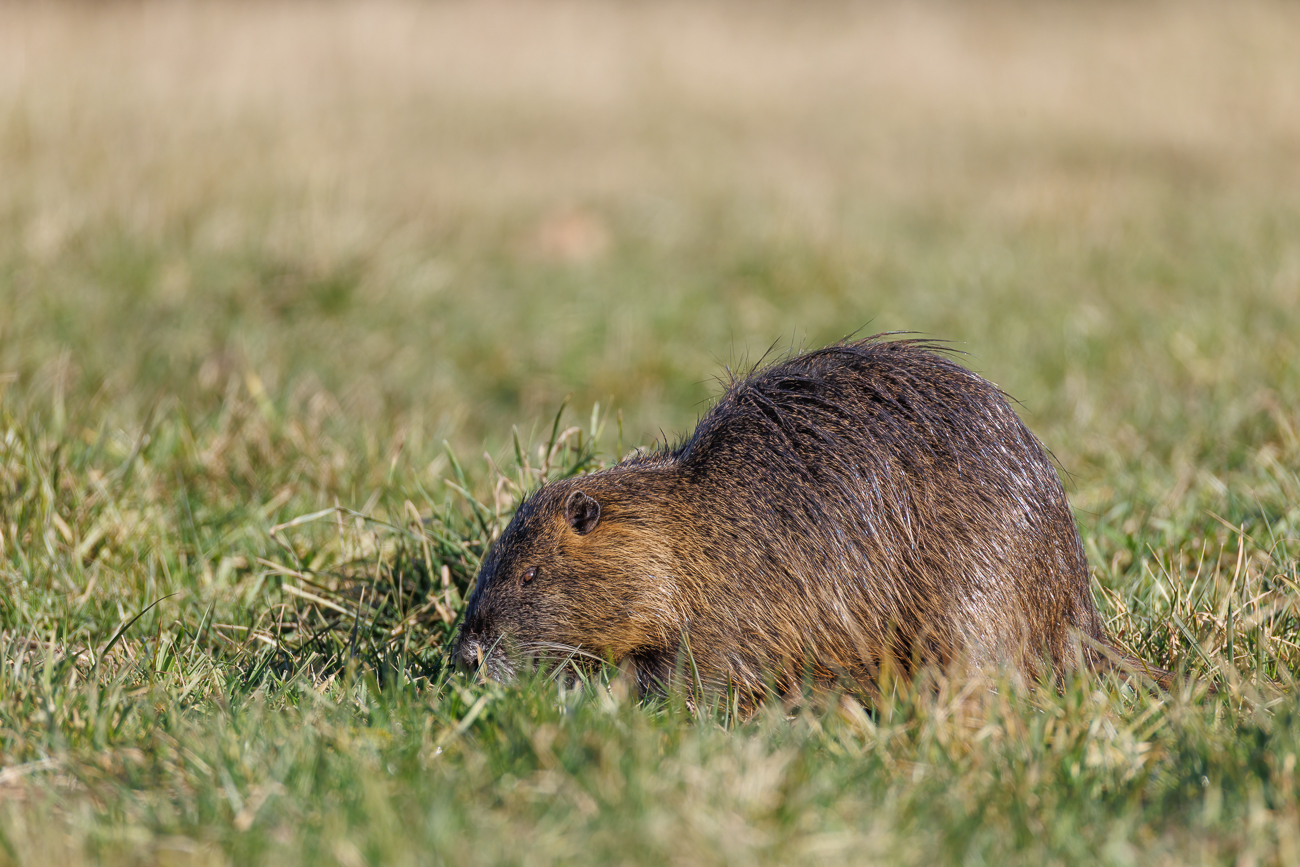 Das gleiche Nutria wie vorher