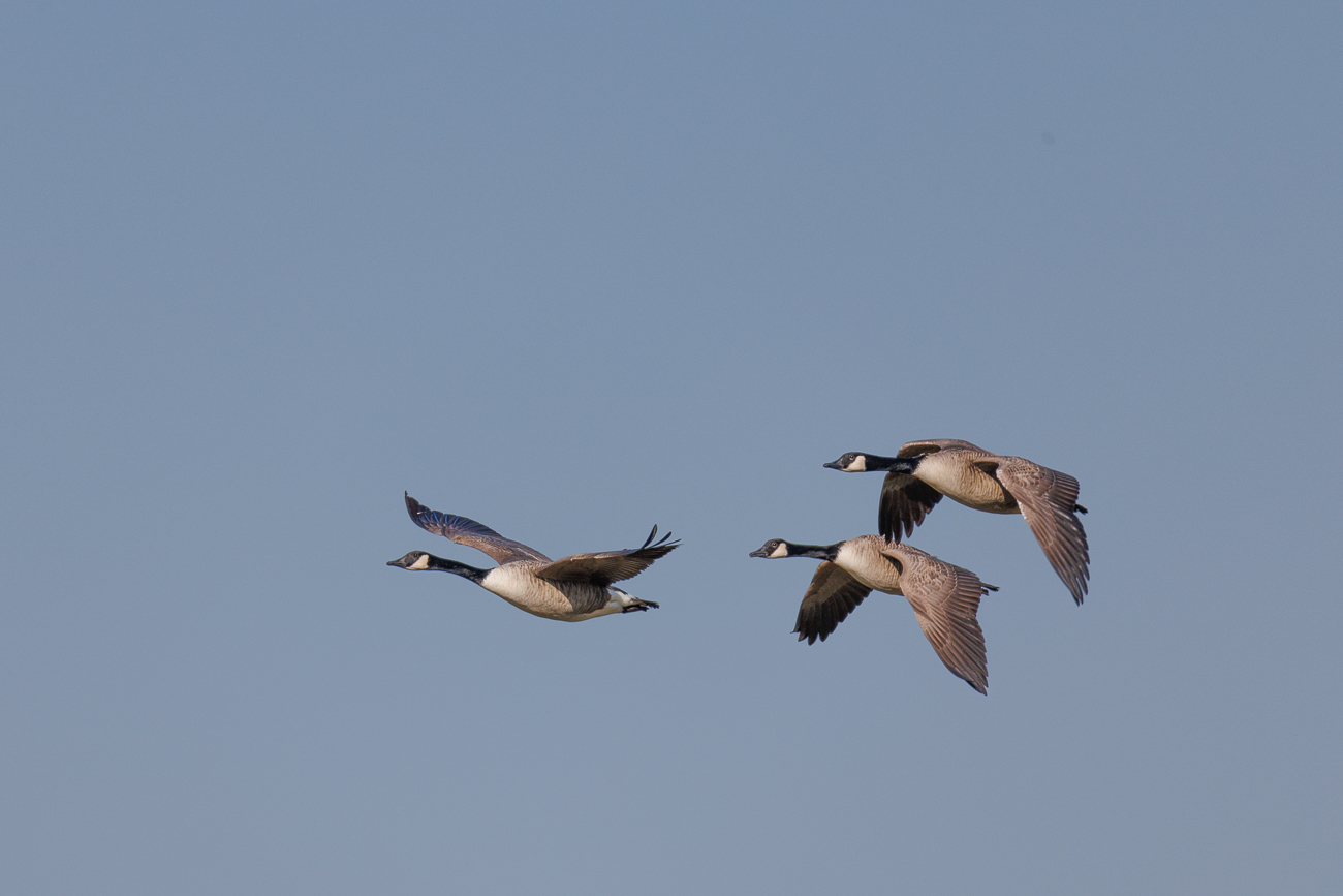 Fliegende Kanadagänse
