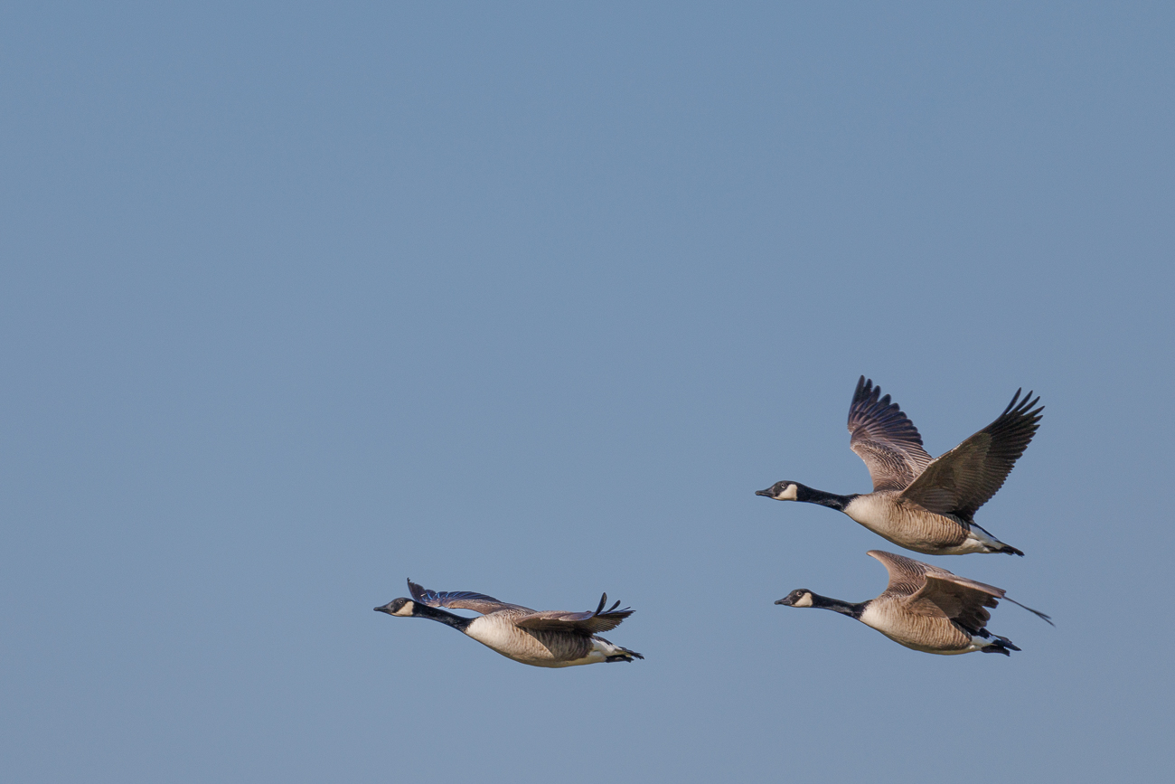 Fliegende Kanadagänse