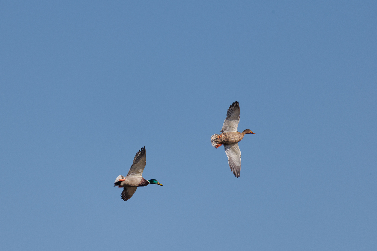 Fliegendes Stockentenpärchen