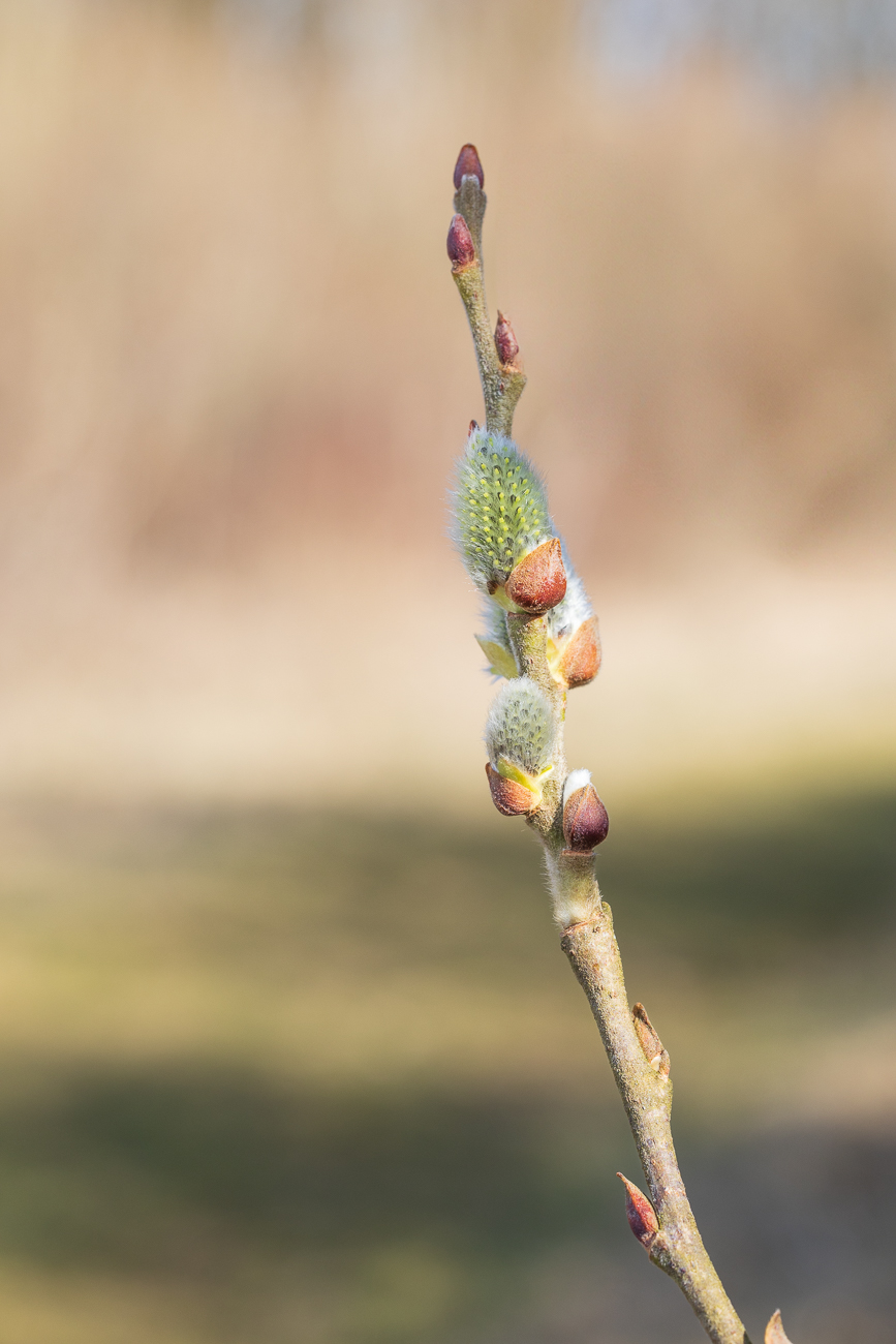 Rostrote Weide [Salix atrocinerea Brot.]