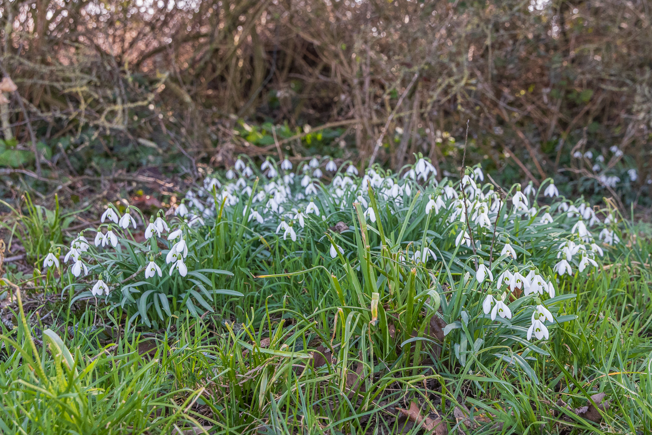 Echtes Schneeglöckchen [Galanthus nivalis]