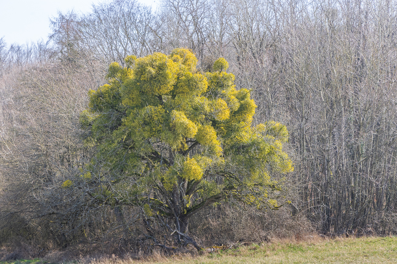 ... sind viele Bäume mit Misteln befallen