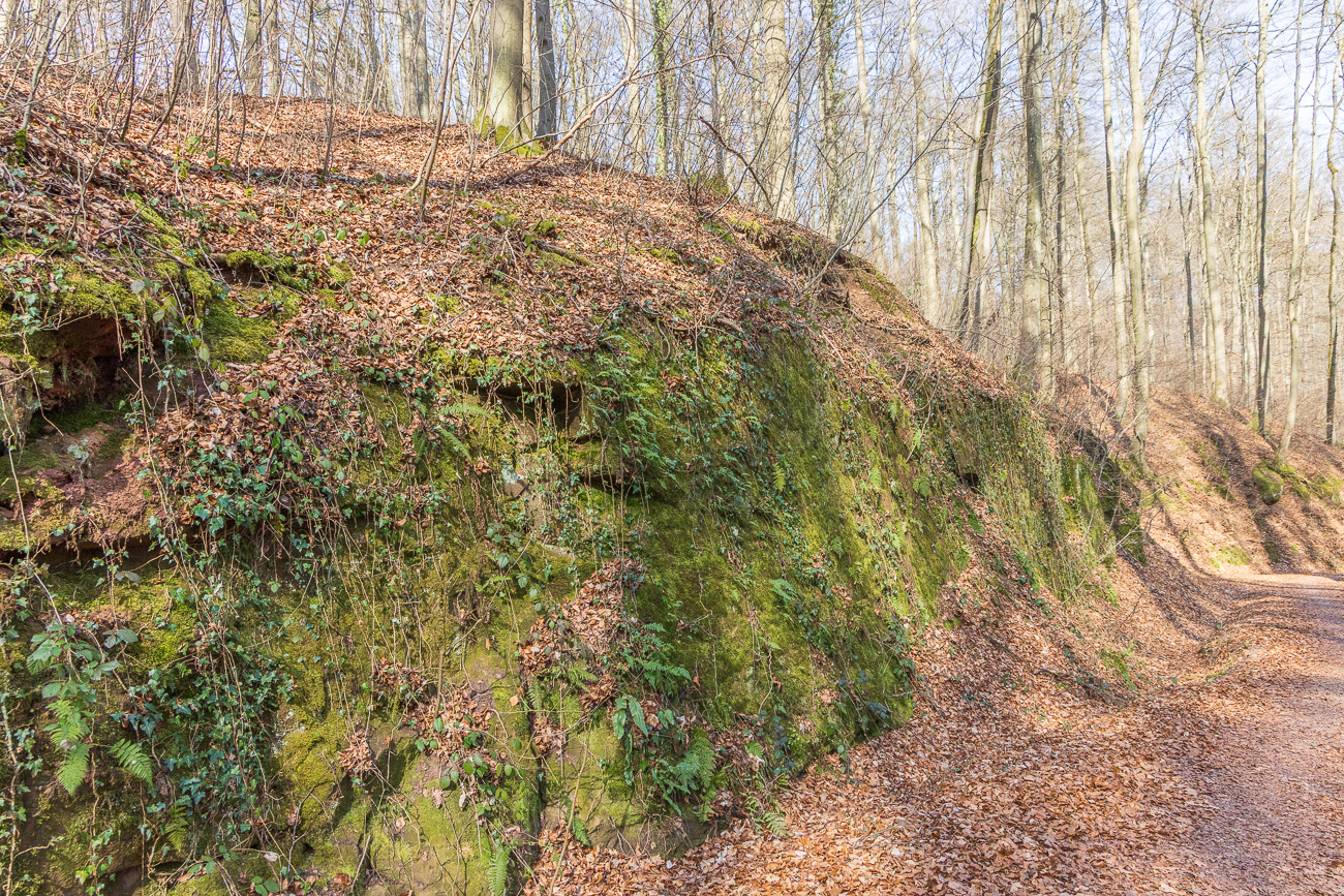 Moos und Efeu wachsen am Kalkstein-Hang