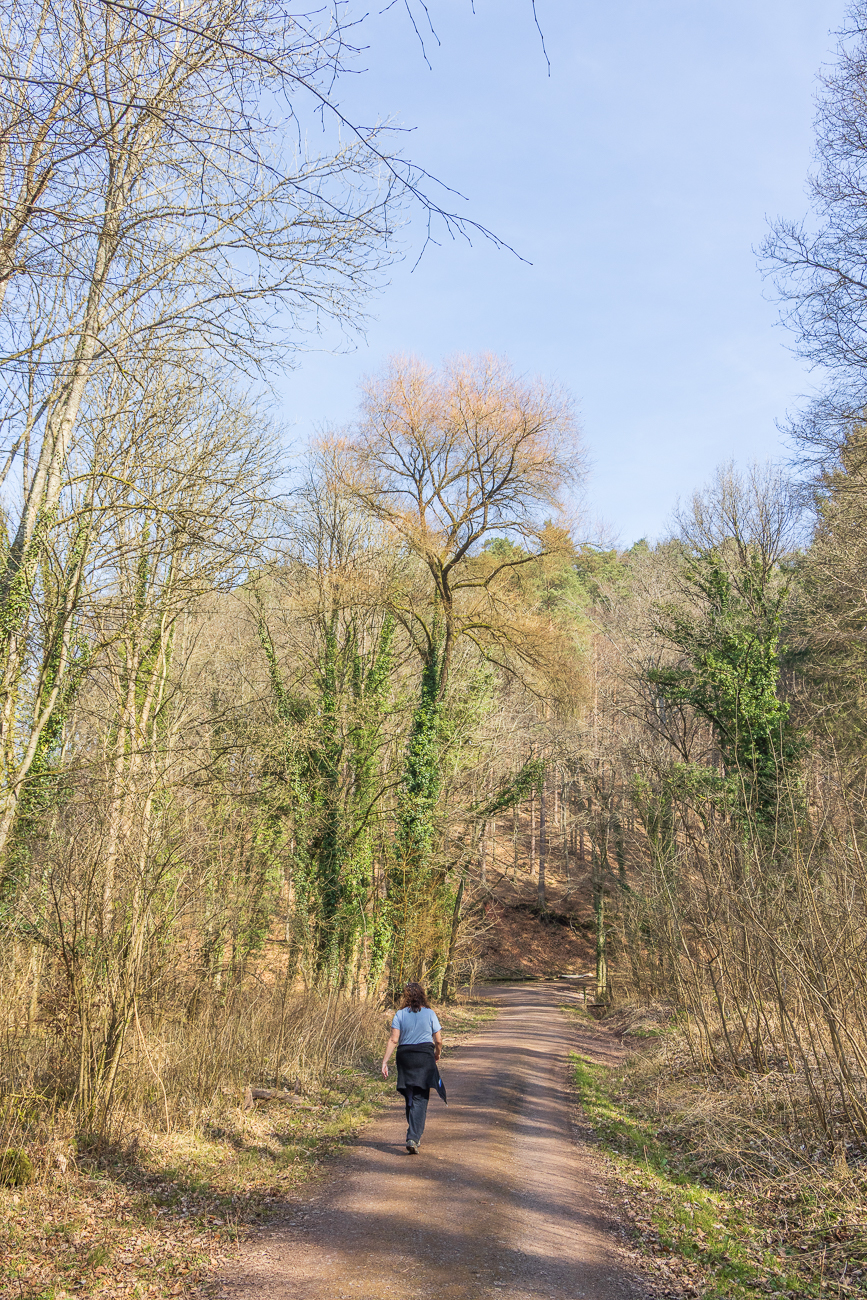 So langsam grünt es wieder im Wald