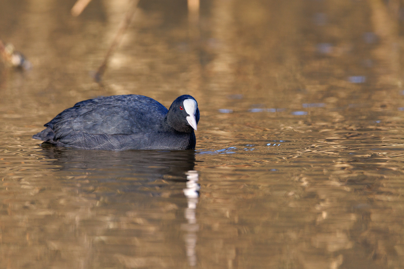 Blässhuhn [Fulica atra]