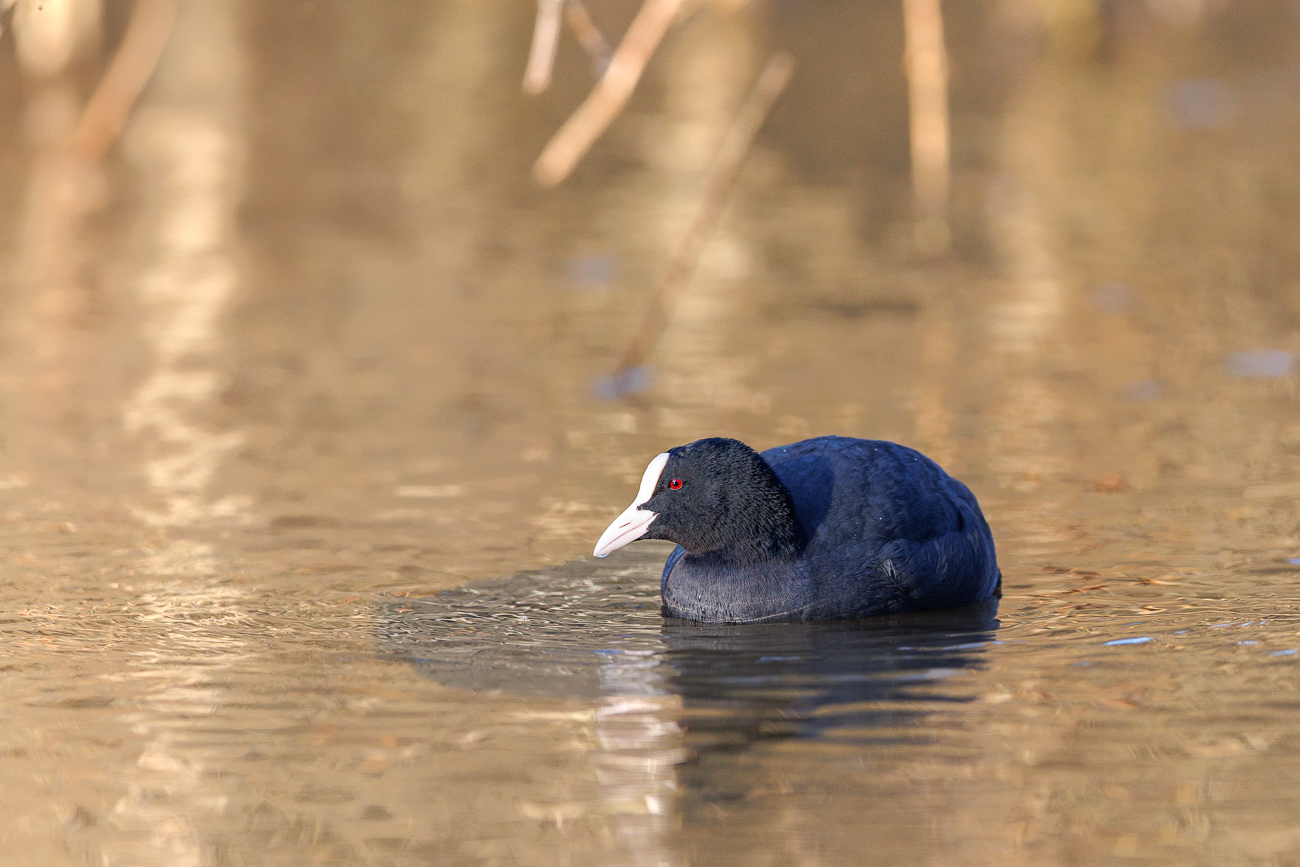Blässhuhn [Fulica atra]
