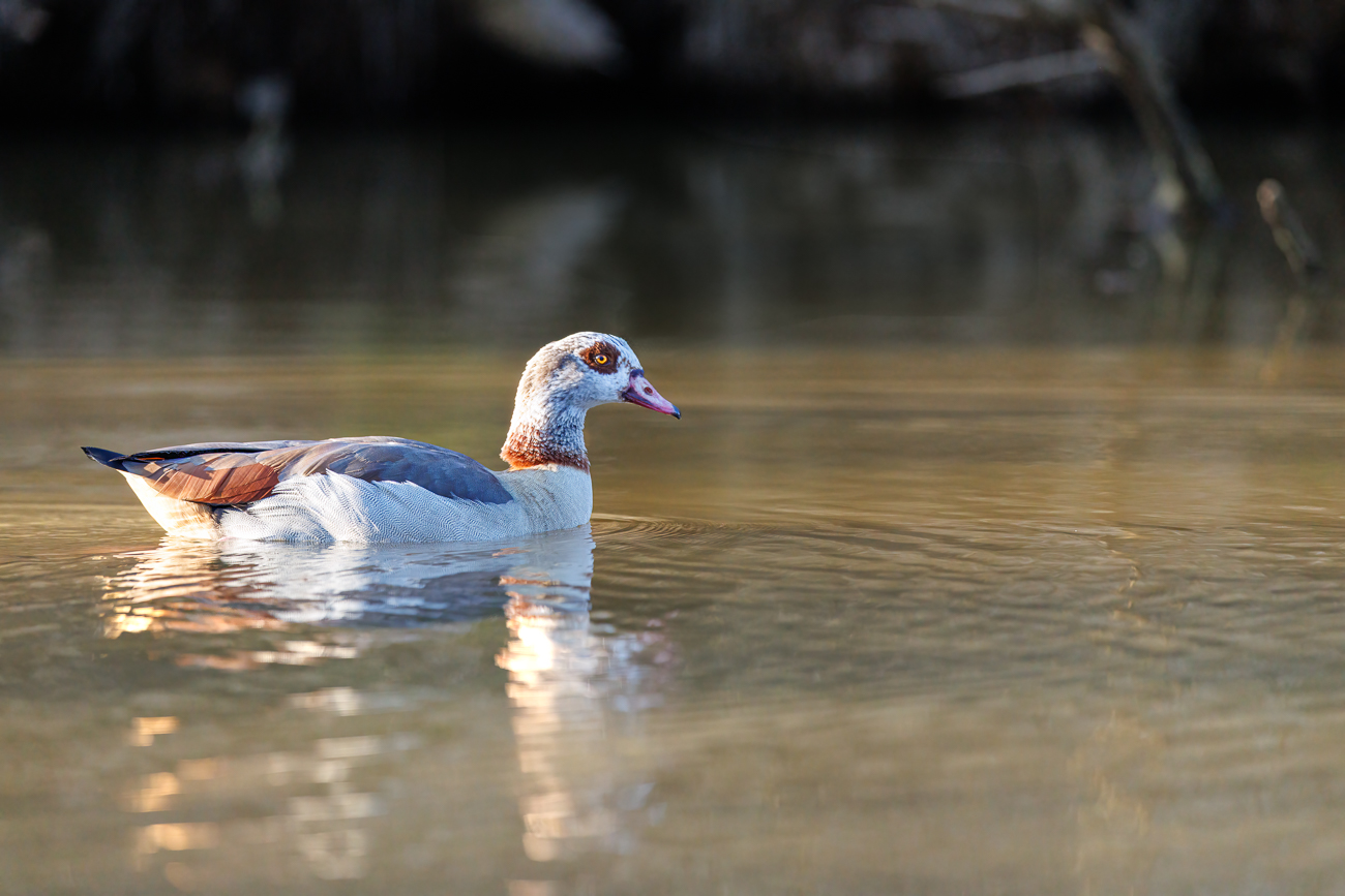 Nilgans [Alopochen aegyptiaca]