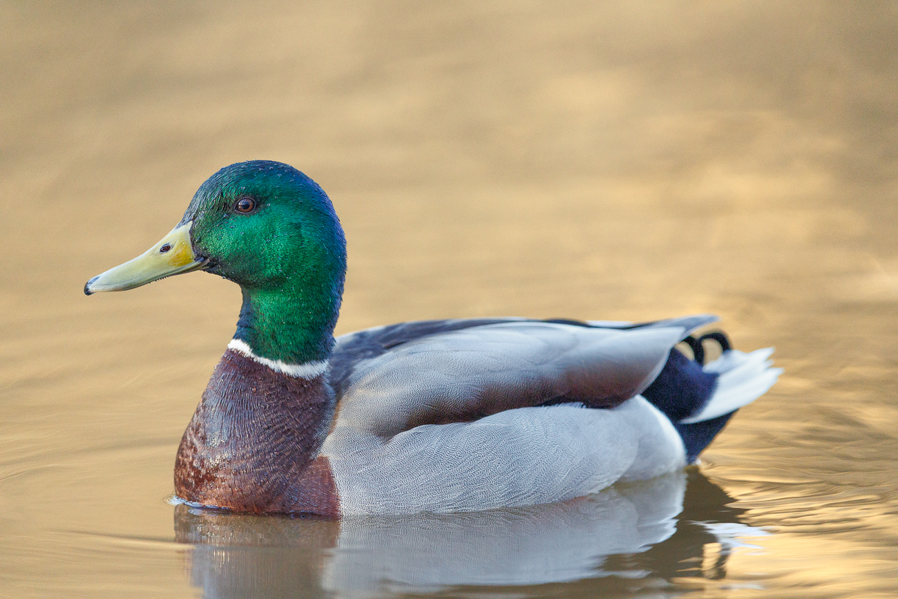 Stockente [Anas platyrhynchos] ♂