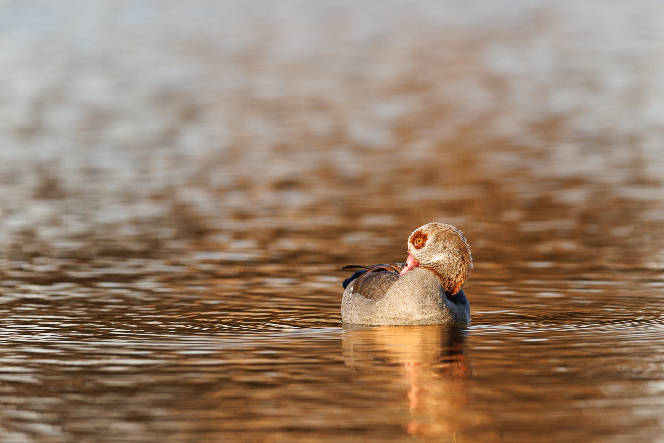 Nilgans [Alopochen aegyptiaca]