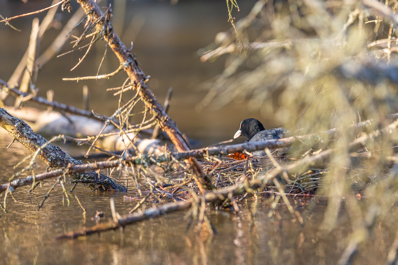 Blässhuhn [Fulica atra] auf dem Nest