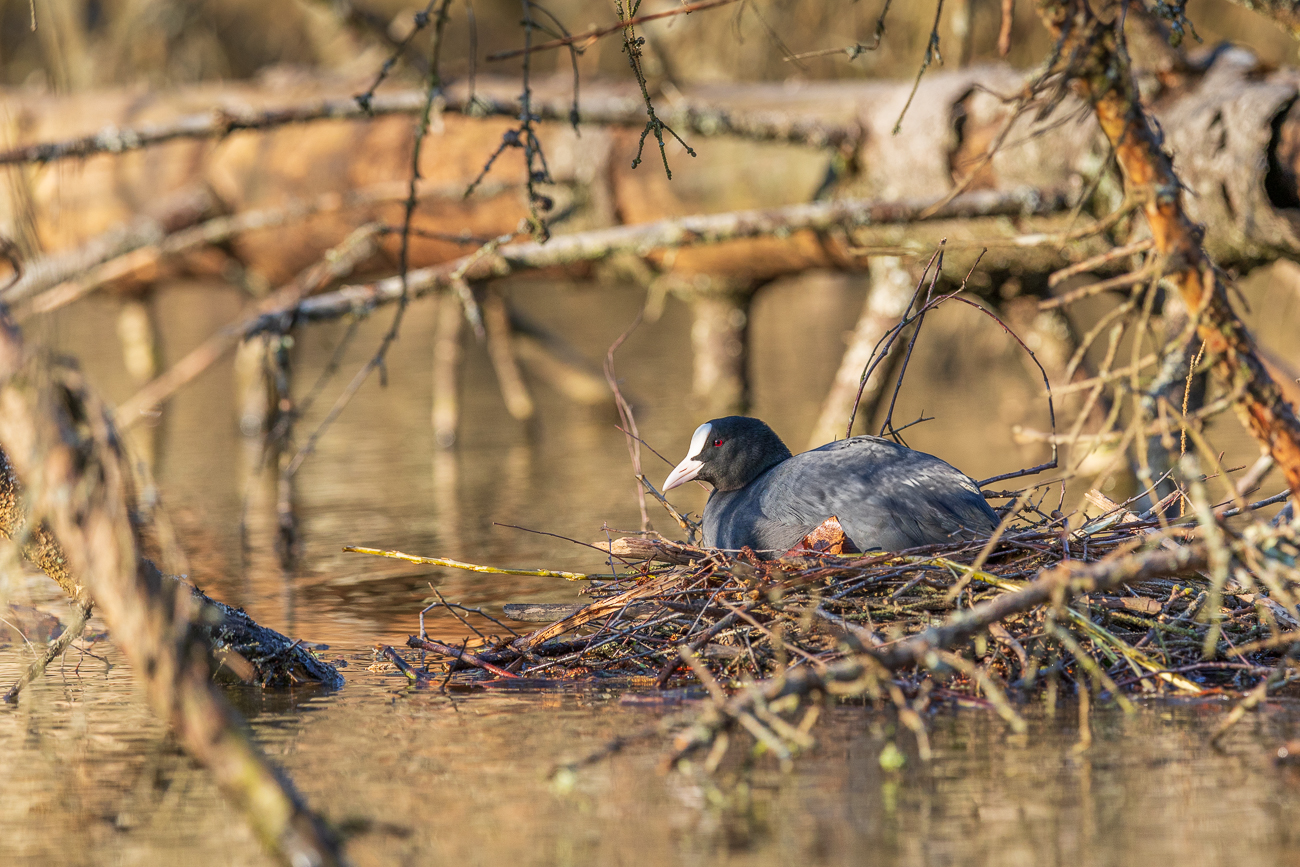 Blässhuhn [Fulica atra] auf dem Nest