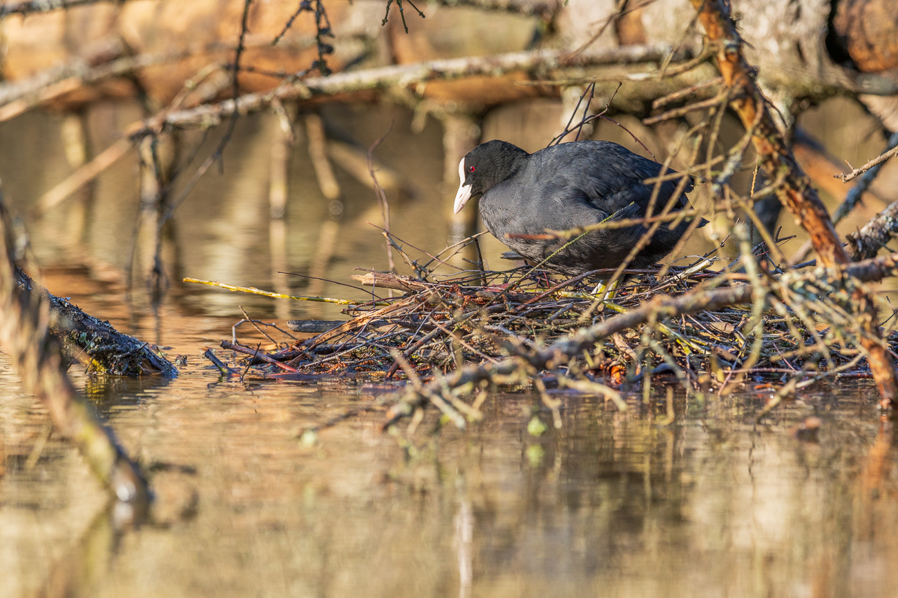 Blässhuhn [Fulica atra] auf dem Nest